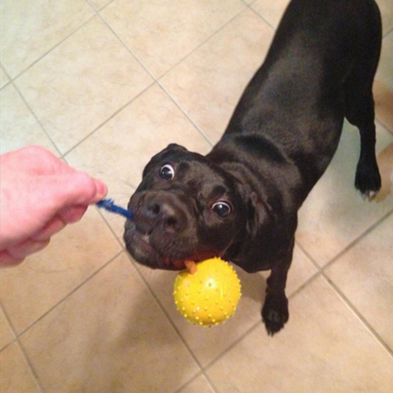 Pet Dogs Training Toy Natural Rubber Ball On Rope For Reward Fetch Play Interactive Funny Dog Toy Dog Training Supplies - Image 5