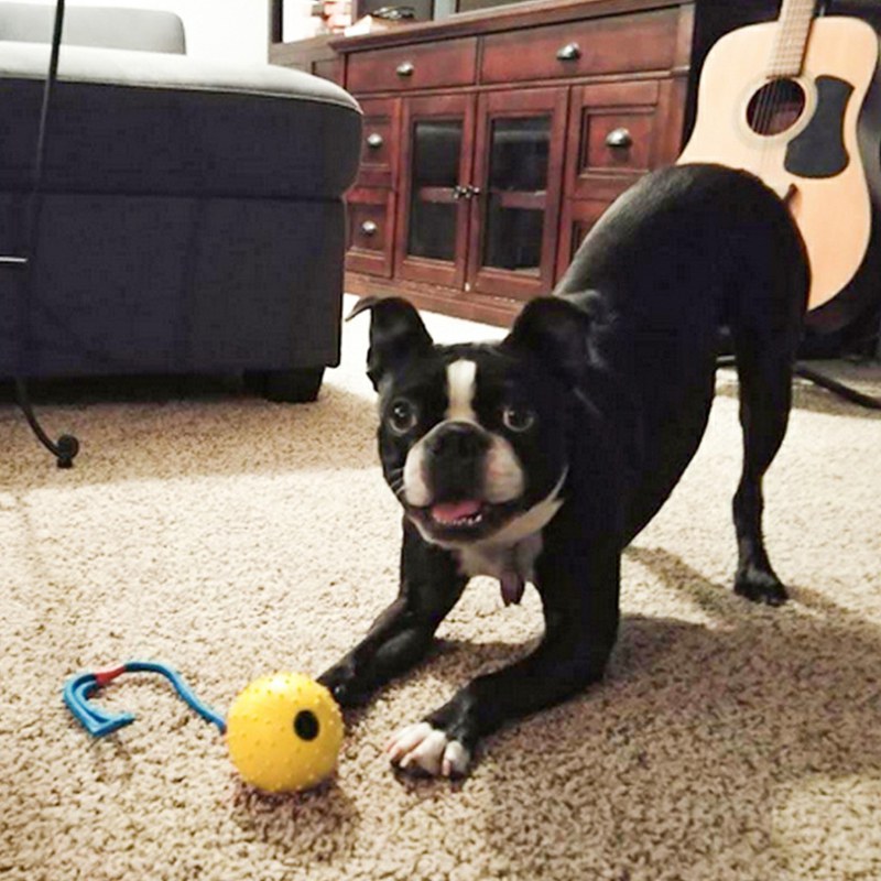 Pet Dogs Training Toy Natural Rubber Ball On Rope For Reward Fetch Play Interactive Funny Dog Toy Dog Training Supplies - Image 4